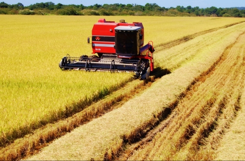 Safra brasileira de arroz conta com os produtos Hybel